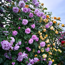 Roseira Trepadeira Sementes de Flores de Rosa