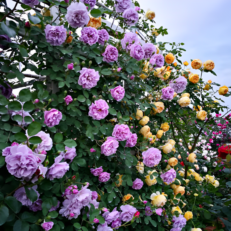 Roseira Trepadeira Sementes de Flores de Rosa