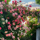 Roseira Trepadeira Sementes de Flores de Rosa